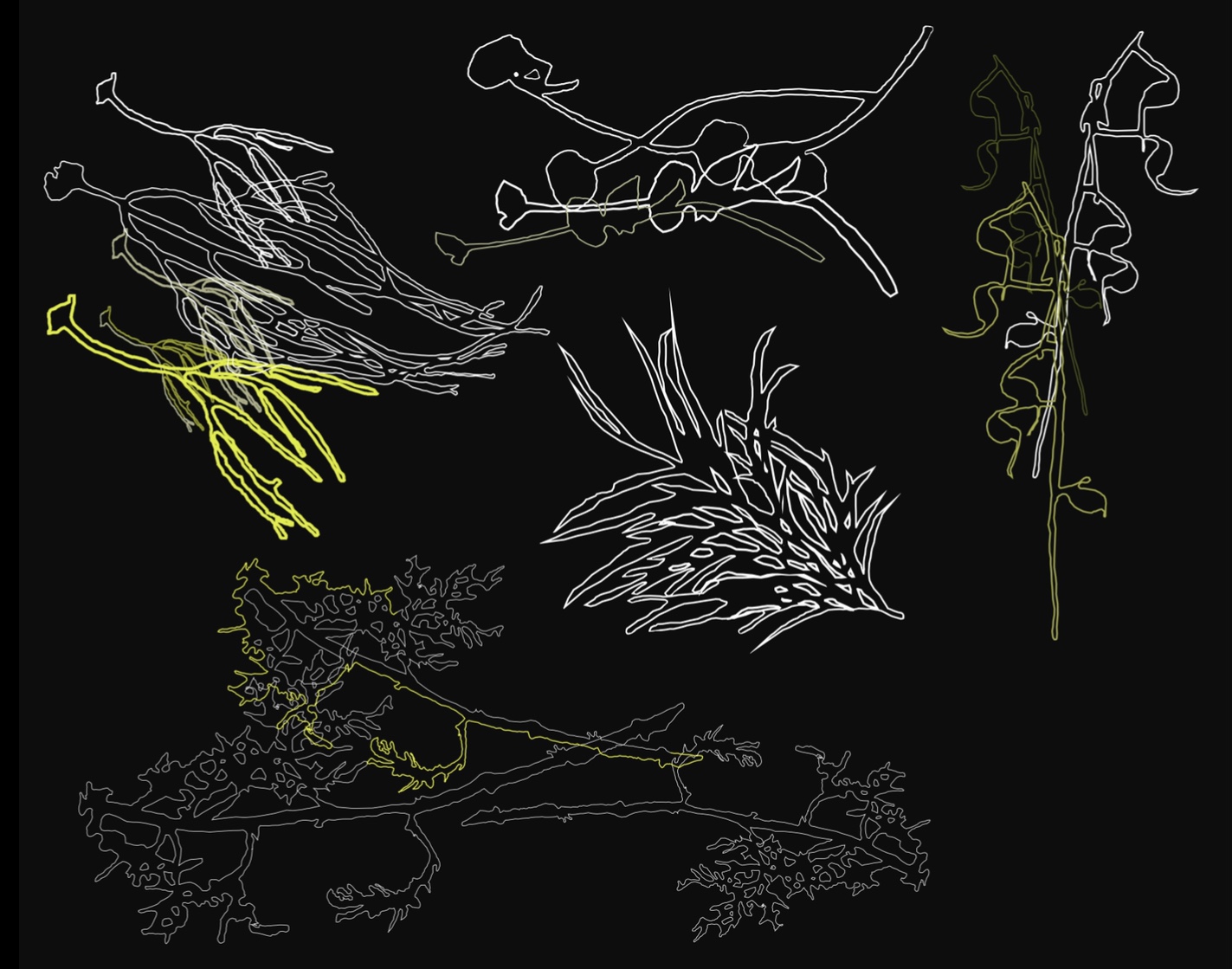 anita garcia / rizoma